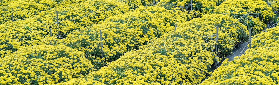施設園芸・花き
