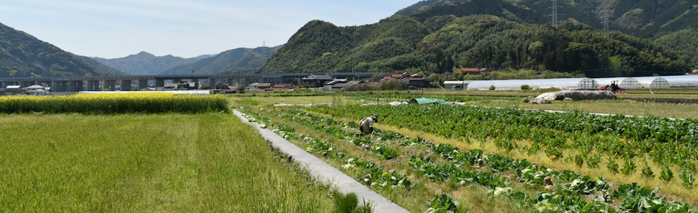 露地野菜