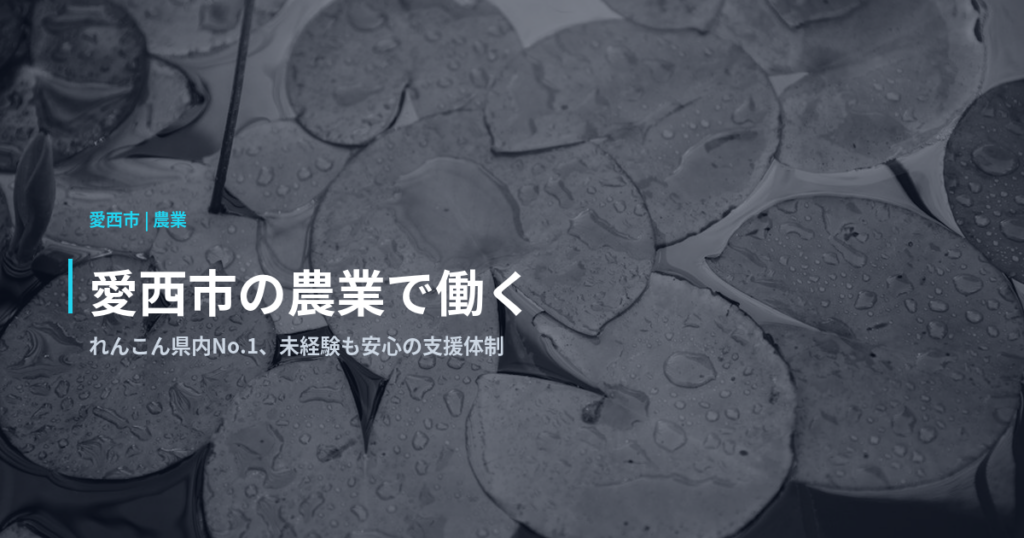 愛西市の農業で働く｜れんこん県内No.1、未経験も安心の支援体制
