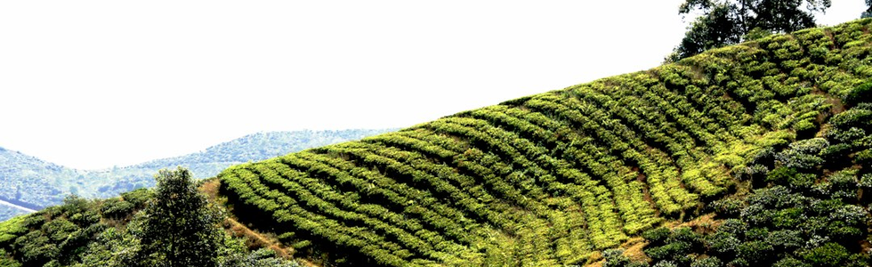 西尾はなぜ「抹茶のまち」になったのか